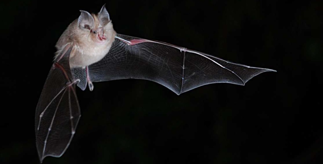 Chauve-souris